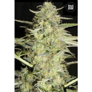 Auto LOVERYDER - Bulk Seeds Bank