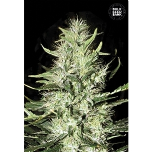 Auto MAZAR EXTRA - Bulk Seeds Bank