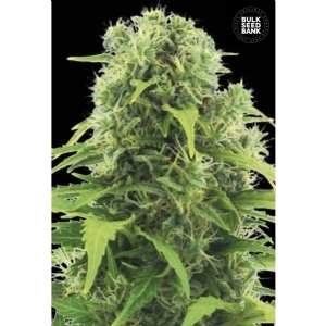 Auto NORTHERN LIGHT - Bulk Seeds Bank