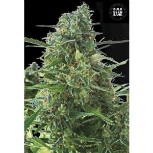 Auto NBA DIESEL - Bulk Seeds Bank