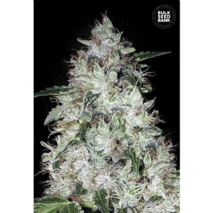 Auto OG KUSH - Bulk Seeds Bank