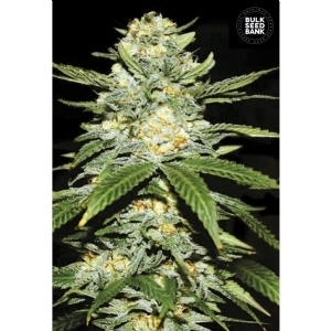 Auto PERFECT POWER PLANT - Bulk Seeds Bank
