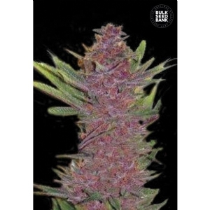 Auto PURPLE GLAM KUSH - Bulk Seeds Bank