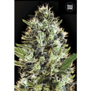 Auto SUNMANGO - Bulk Seeds Bank