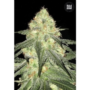 Auto SOUR DIESEL - Bulk Seeds Bank