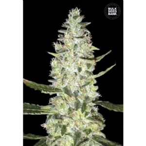 Auto SPECIAL SKUNK - Bulk Seeds Bank