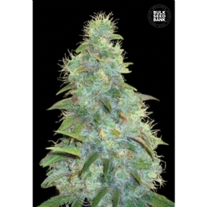 Auto SWEET TOOTH - Bulk Seeds Bank