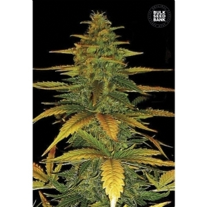 Auto WILD DWARF - Bulk Seeds Bank