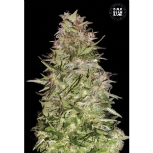 Auto WHITE PRUSSIAN - Bulk Seeds Bank