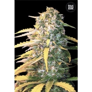 Auto WHITE WIDOW - Bulk Seeds Bank
