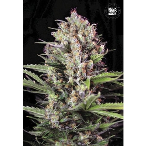 CARAMEL KING - Bulk Seeds Bank
