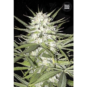 EARLY TOP SKUNK - Bulk Seeds Bank