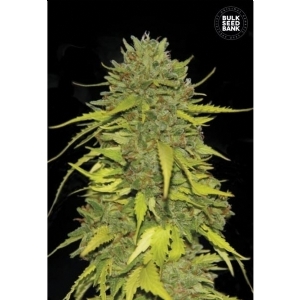 AK - Bulk Seeds Bank