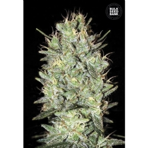AMNESIA HAZE - Bulk Seeds Bank