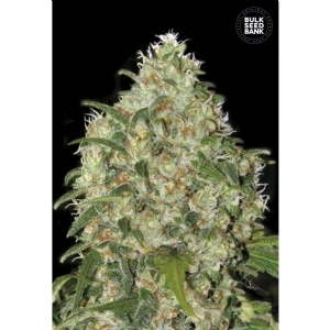 AMNESIA PLATINUM - Bulk Seeds Bank