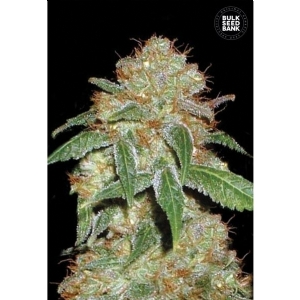 DARK DOMINA - Bulk Seeds Bank