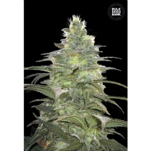 BLUEBERRY BERRY - Bulk Seeds Bank