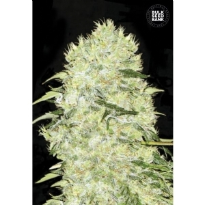 BUBBLEGUM EXTRA - Bulk Seeds Bank