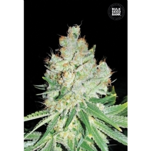 CHEESE - Bulk Seeds Bank