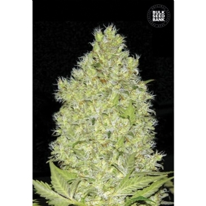 CHRONICAL - Bulk Seeds Bank