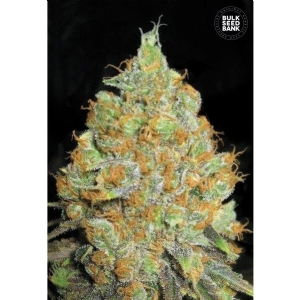 CRITICAL MASS - Bulk Seeds Bank