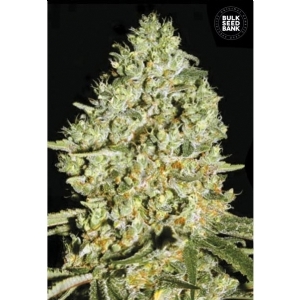 CRITICAL  - Bulk Seeds Bank