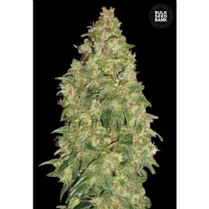 DUBAI POISON - Bulk Seeds Bank