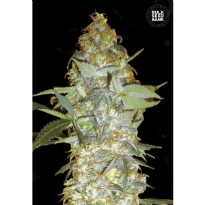 EUFORIA SPECIAL - Bulk Seeds Bank