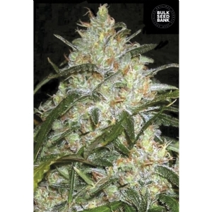 GRAPEFRUIT - Bulk Seeds Bank