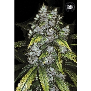 GOOD WILD SHARK - Bulk Seeds Bank