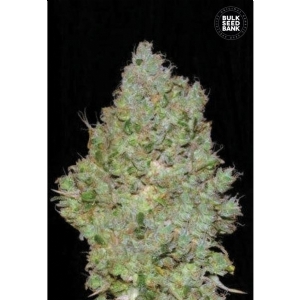 JACK HAIR - Bulk Seeds Bank