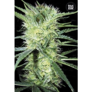 K 2 - Bulk Seeds Bank