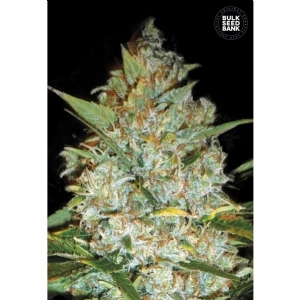 KALI S MISTERY - Bulk Seeds Bank