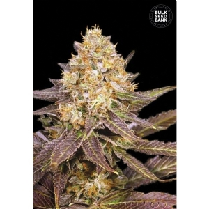 LAVENDER BEST - Bulk Seeds Bank