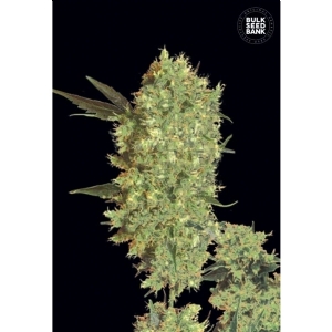MARLEY´S BUD - Bulk Seeds Bank