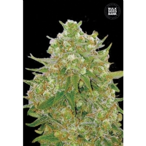 MASTER KUSH GRAND - Bulk Seeds Bank