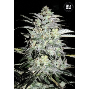 MAZAR EXTRA - Bulk Seeds Bank