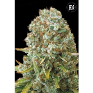 MOBY BIG - Bulk Seeds Bank