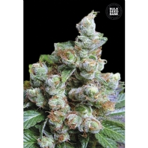 NBA DIESEL - Bulk Seeds Bank
