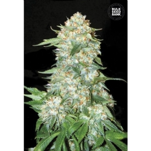 OG KUSH - Bulk Seeds Bank