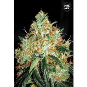 ORIGINAL ORANGE BUD - Bulk Seeds Bank