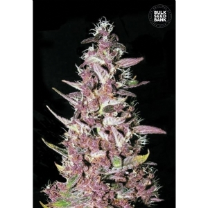 PURPLE GLAM KUSH - Bulk Seeds Bank