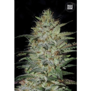 SENSIBLE STAR - Bulk Seeds Bank
