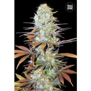 SUNMANGO - Bulk Seeds Bank