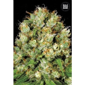 SOUR DIESEL - Bulk Seeds Bank