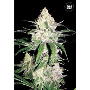 SUPER LIME HAZE - Bulk Seeds Bank