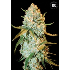 SUPER CRYSTAL HAZE - Bulk Seeds Bank