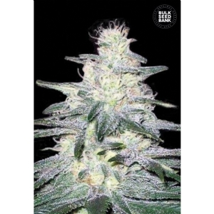 LOCOMOTIVE - Bulk Seeds Bank