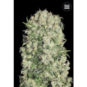 WHITE PRUSSIAN - Bulk Seeds Bank