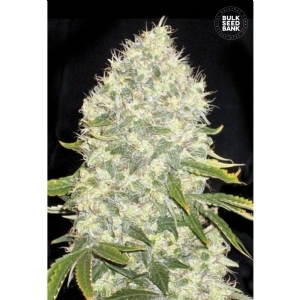 WHITE WIDOW - Bulk Seeds Bank